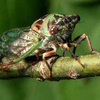 Cicadas create quite a buzz when they use the ridges
on the sides of their abdomens to release “tymbals”
300-400 times per second.