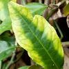 Yellowing leaves are an early sign of manganese deficiency.