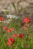 Queen Anne’s lace and Indian paintbrush
