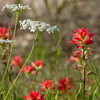 Queen Anne’s lace and Indian paintbrush
