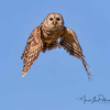 Barred Owl in flight…
