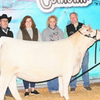 Pictured above Lyndsey Franklin is the Charolais Division Champion of The Cowgirls in Cowtown, which took the place of the Annual Ft. Worth Livestock Show this year. (Photo submitted)